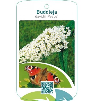 Buddleja davidii ‘Peace’