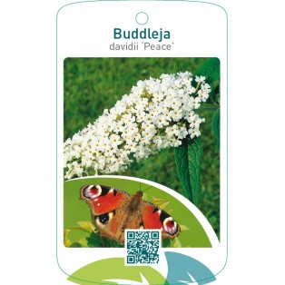 Buddleja davidii ‘Peace’