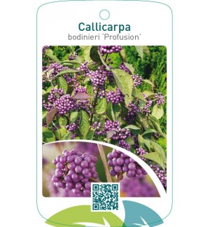 Callicarpa bodinieri ‘Profusion’