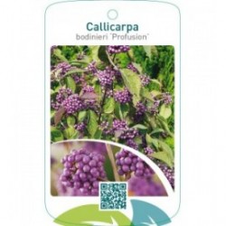 Callicarpa bodinieri ‘Profusion’