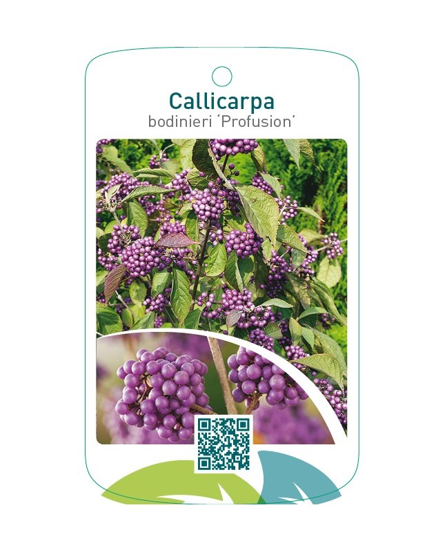 Callicarpa bodinieri ‘Profusion’