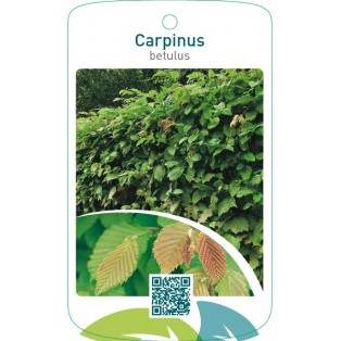 Carpinus betulus