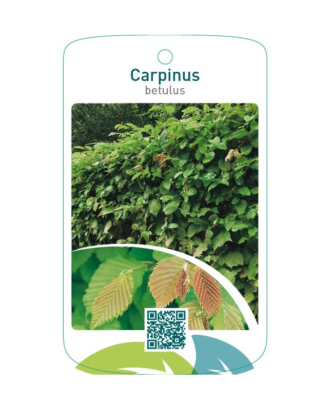 Carpinus betulus