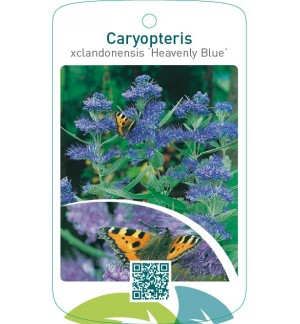 Caryopteris xclandonensis ‘Heavenly Blue’
