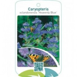 Caryopteris xclandonensis ‘Heavenly Blue’