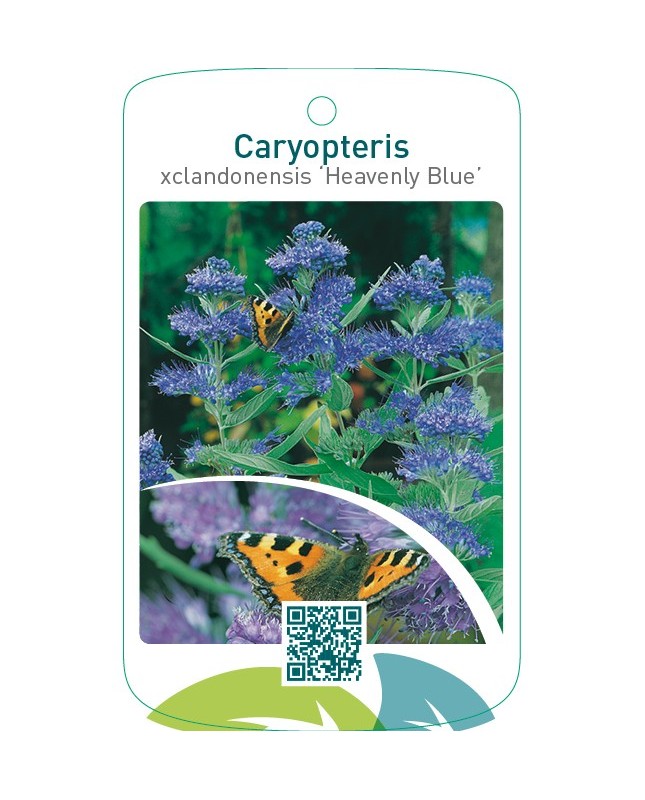 Caryopteris xclandonensis ‘Heavenly Blue’