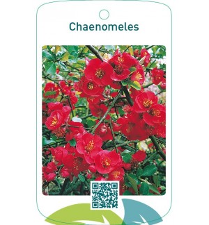 Chaenomeles  rood