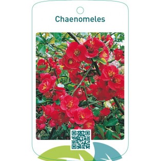 Chaenomeles  rood