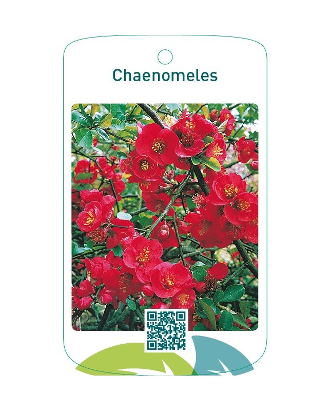 Chaenomeles  rood
