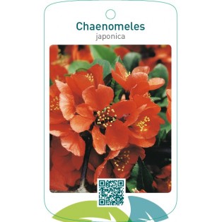 Chaenomeles japonica