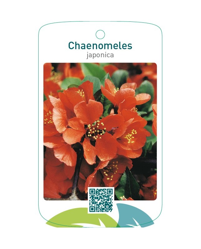 Chaenomeles japonica