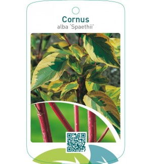 Cornus alba ‘Spaethii’