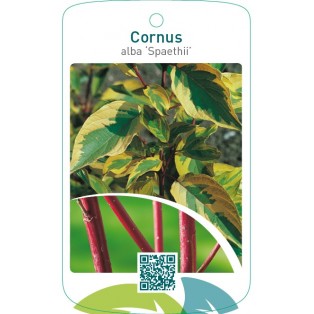 Cornus alba ‘Spaethii’