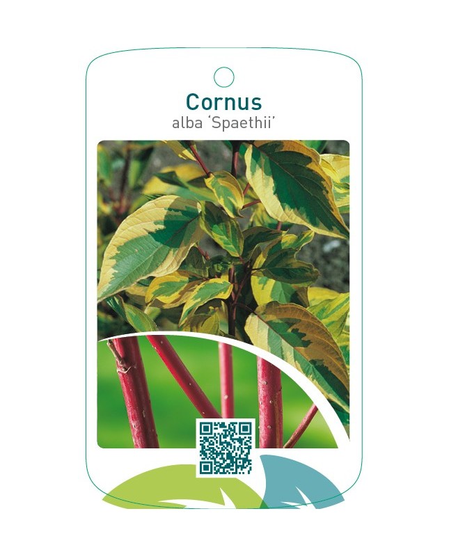 Cornus alba ‘Spaethii’