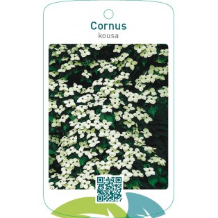 Cornus kousa