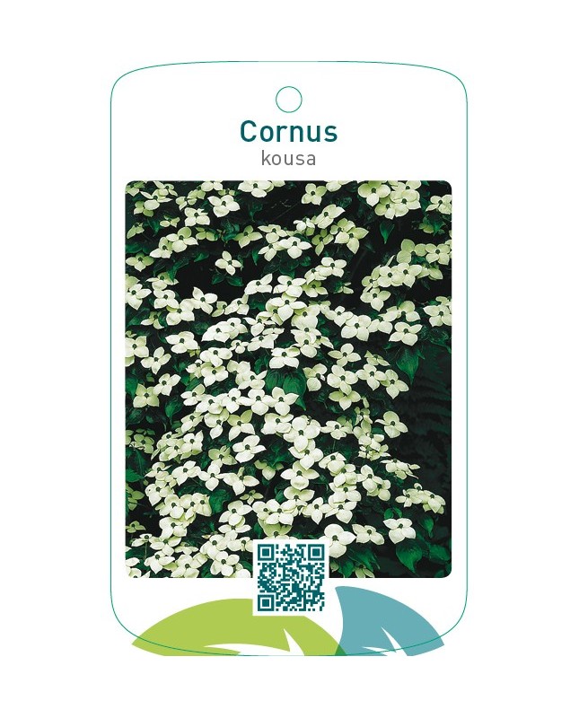 Cornus kousa