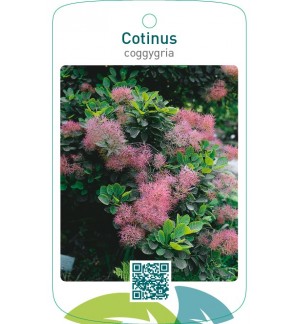 Cotinus coggygria