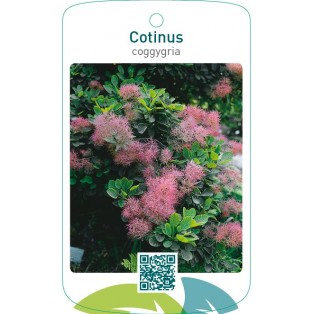 Cotinus coggygria