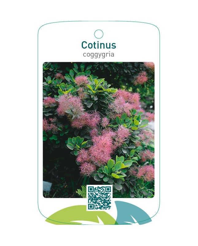 Cotinus coggygria