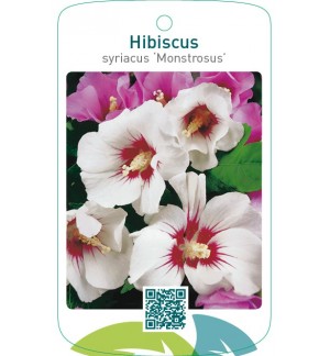 Hibiscus syriacus ‘Monstrosus’