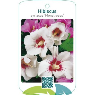 Hibiscus syriacus ‘Monstrosus’