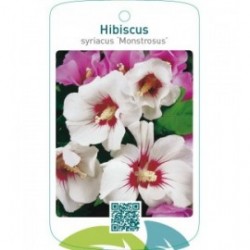 Hibiscus syriacus ‘Monstrosus’