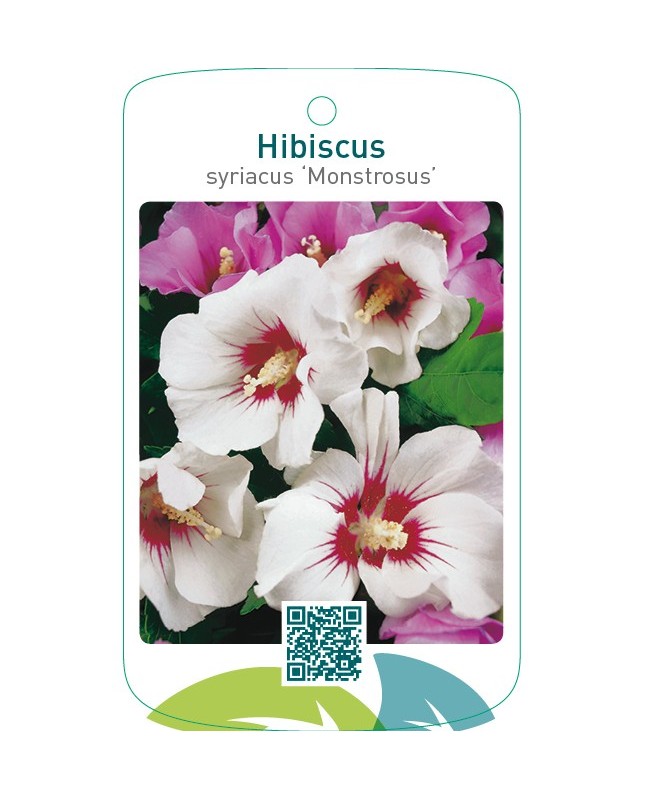 Hibiscus syriacus ‘Monstrosus’