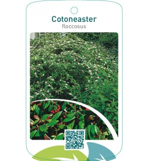 Cotoneaster floccosus
