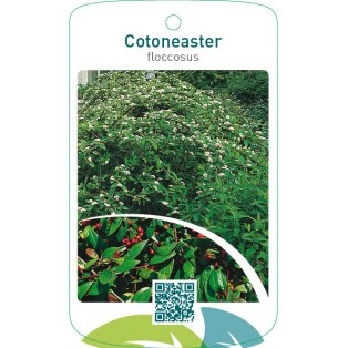 Cotoneaster floccosus