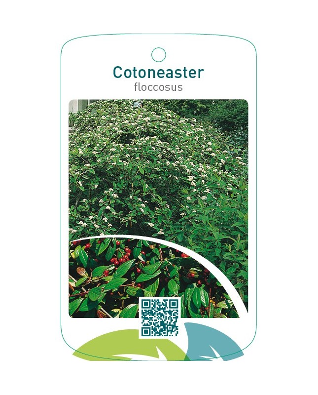 Cotoneaster floccosus