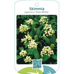 Skimmia japonica ‘Kew White’