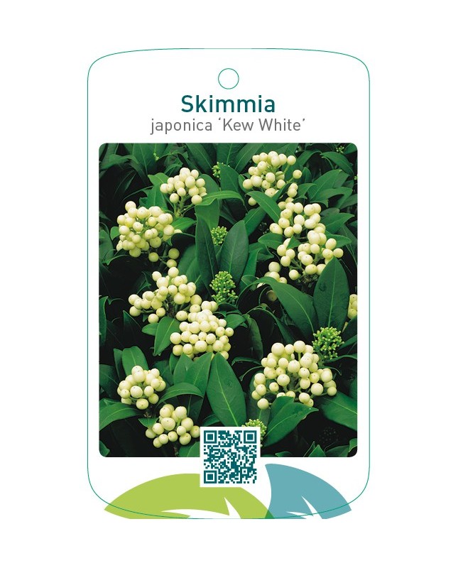 Skimmia japonica ‘Kew White’