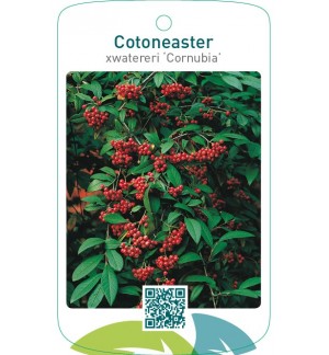 Cotoneaster xwatereri ‘Cornubia’