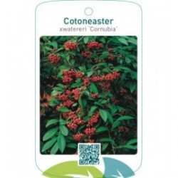 Cotoneaster xwatereri ‘Cornubia’