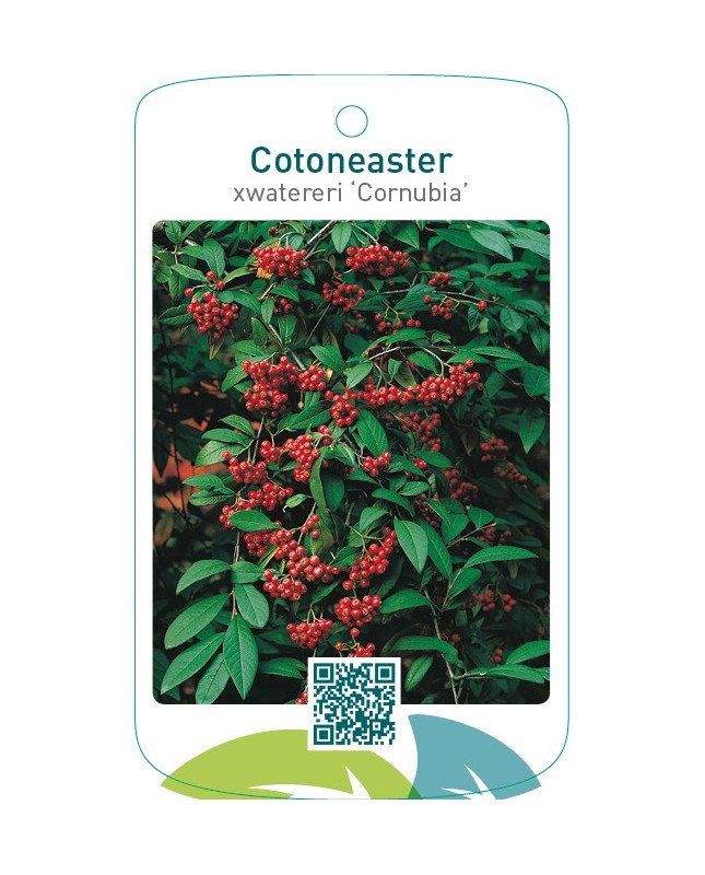 Cotoneaster xwatereri ‘Cornubia’