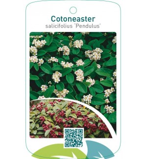 Cotoneaster salicifolius ‘Pendulus’