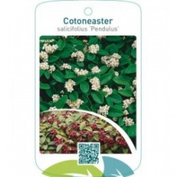 Cotoneaster salicifolius ‘Pendulus’