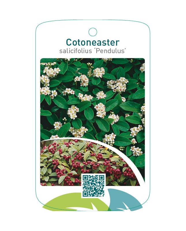 Cotoneaster salicifolius ‘Pendulus’