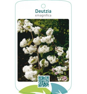 Deutzia xmagnifica