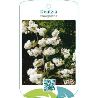 Deutzia xmagnifica