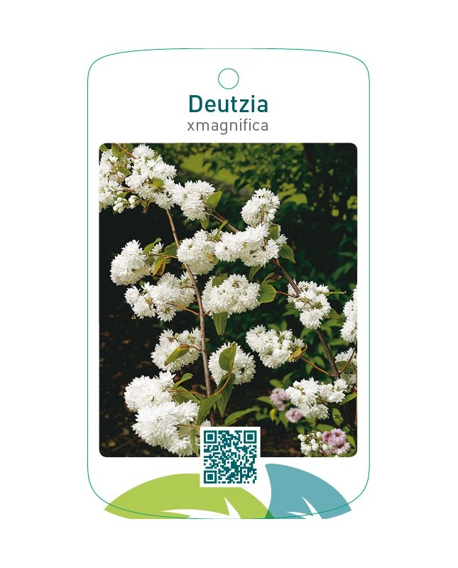 Deutzia xmagnifica