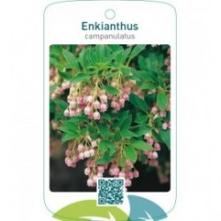 Enkianthus campanulatus