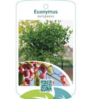 Euonymus europaeus