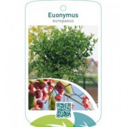 Euonymus europaeus