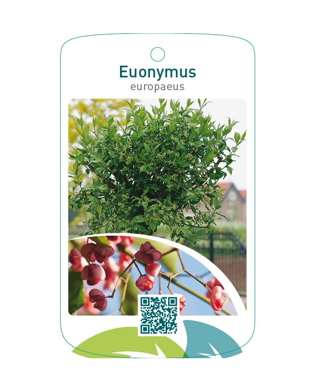 Euonymus europaeus