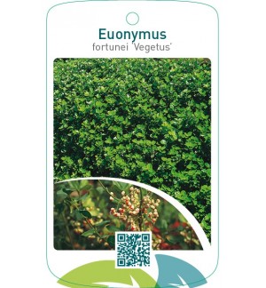 Euonymus fortunei ‘Vegetus’