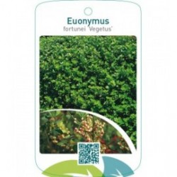 Euonymus fortunei ‘Vegetus’