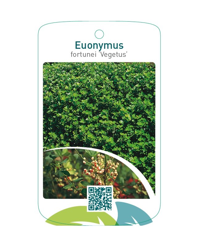 Euonymus fortunei ‘Vegetus’