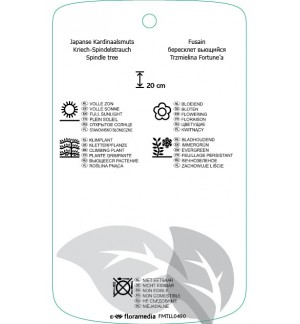 Etichette di Euonymus fortunei ‘Vegetus’ *