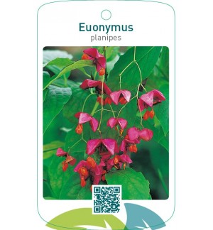 Euonymus planipes